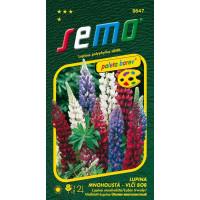Lupinus polyphyllus / Lupina mnohol. / Vlčí bôb ´ZMES´, bal. 1,5 g