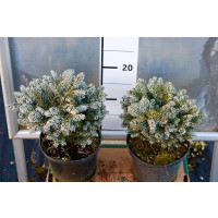 Abies koreana ´Bonanza´ / Jedľa korejská, 20 cm, C2
