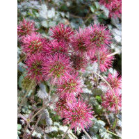 Acaena microphylla ´Kupferteppich´ / Acena malolistá, K9