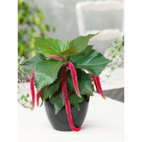 Acalypha hispaniolae 'Cat's Tails' / Mačací chvost, bal. 3 ks, 3x K7