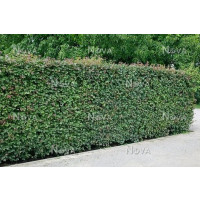 Acer campestre / Javor poľný, bal. 10 ks VK na živý plot