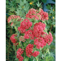 Achillea millefolium ´Cerise Queen´ / Červený rebríček, C1