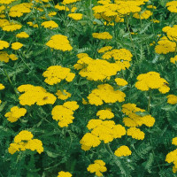 Achillea tomentosa ´Aurea´ / Rebríček, C1