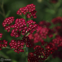 Achillea millefolium ´Cassis´ / Červený rebríček, K9