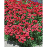 Achillea millefolium ´Christel´ / Rebríček tmavoružový , K9
