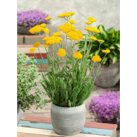 Achillea filipendulina ´Coronation Gold´ / Rebríček túžobníkový, K9