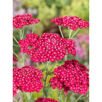 Achillea millefolium ´Saucy Seduction´ / Rebríček tmavoružový , K9