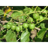 Actinidia arguta ´Weiki´ / Drobnoplodé kiwi, K9