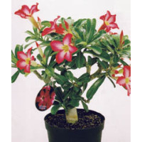 Adenium obesum ´Red´ / Púštna ruža / Adénium hrubé, K10,5