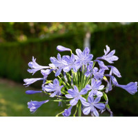 Agapanthus africanus ´Bristol´ / Agapant africký (Kalokvet), modrý, C2