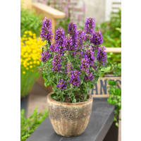 Agastache rugosa ´Blue Boa´ / Agastache, C3
