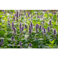 Agastache rugosa ´Blue Fortune´ / Agastache, K9
