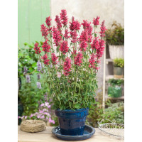 Agastache rugosa ´Red Fortune´ / Agastache, C1