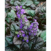 Ajuga reptans ´Braunherz´ / Zbehovec plazivý, K9