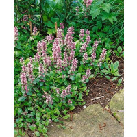 Ajuga reptans 'Rosea' / Zbehovec plazivý, K9
