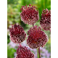 Allium ´Red Mohican´ / Okrasný cesnak, bal. 2 ks, 10/+