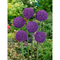 Allium ´Ambassador´ / Okrasný cesnak, bal. 1 ks, 18/20