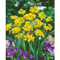 Allium Moly Luteum / Zlatý cesnak, bal. 25 ks, 4/5