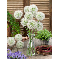 Allium ´Mount Everest´ / Okrasný cesnak, bal. 1 ks, 20/+