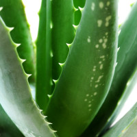 Aloe vera ´Sweet´ BIO / Aloa pravá, 10-20 cm, K12
