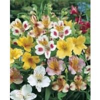Alstroemeria ´Mixed´ / Peruánska ľalia zmes, bal. 3 ks, I.
