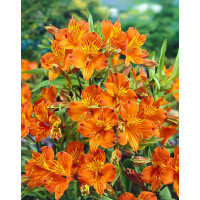 Alstroemeria ´Orange King´ / Peruánska ľalia oranžová, bal. 2 ks, I.