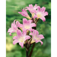 Amaryllis belladonna ´Pink´ / Amarilka ružová, 20/22