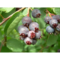 Amelanchier ´Smokey´ / Muchovník, 80-100 cm, K11