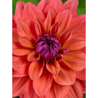 Dahlia ´American Dawn´ / Georgína, I.