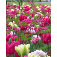 Zmes tulipánov ´AMORE´ , bal. 100 ks, 11/12 XXL