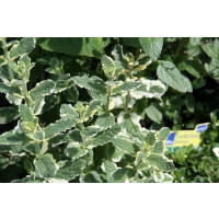 Mentha suaveolens Pineapple BIO / Ananásová mäta, K12
