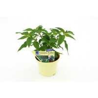 Salvia rutilans BIO / Ananásová šalvia, K12