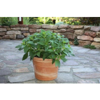 Salvia rutilans BIO / Ananásová šalvia, K12