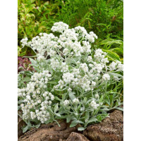 Anaphalis triplinervis ´Sommerschnee´/ Plesňuľka, C1,5