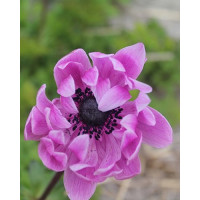 Anemone ´Sylphide ´ / Veternice jednod. ružové, bal. 15 ks, 5/6