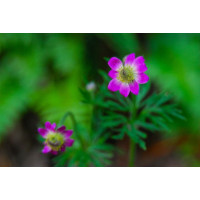 Anemone multifida Annabella Deep Rose / Veternica, K9