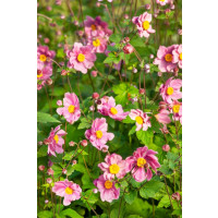 Anemone hupehensis ´Serenade´ / Veternica Hupénska ružová, C1