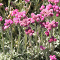 Antennaria dioica 'Rotes Wunder' / Plešivec dvojdomý, K9