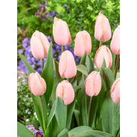 Tulipa ´Apricot Pride´ / Tulipán, bal. 7 ks, 11/12