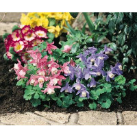 Aquilegia Spring Magic ´Blue White´ / Orlíček vejárovitý, K9