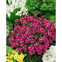 Arabis blepharophylla ´Frühlingsfreude´ / Arábka, K9