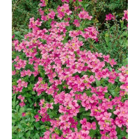 Arabis blepharophylla ´Rose Delight´ / Arábka cyklámenová, K9