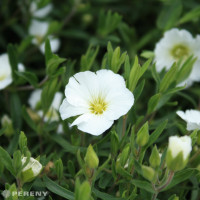 Arenaria montana 'Blizzard Compact'/ Piesočnica horská, K9
