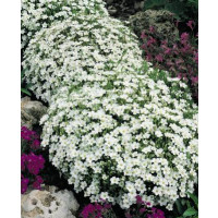 Arenaria montana / Piesočnica horská, C1,5