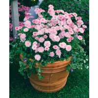 Argyranthemum ´Percussion´®Double Pink / Chryzantémovka ružová, bal. 6 ks, 6x K7