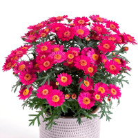 Argyranthemum Day-Zee® ´Wine Red´ / Chryzantémovka, bal. 6 ks sadbovačov