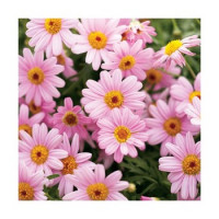 Argyranthemum Percussion® ´Pink Eye´ / Chryzantémovka ružová, bal. 6 ks sadbovačov