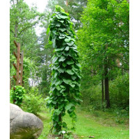 Aristolochia macrophyla / Vlkovec veľkolistý, 80-100 cm, C2