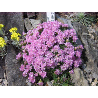 Armeria juniperifolia 'Brno' / Trávnička borievkolistá, K9