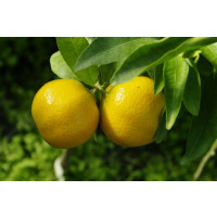 Citrus clementina ´Arrufatina´ / Mandarínka, 25-40 cm, C2